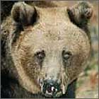 baer1.jpg (4520 Byte)