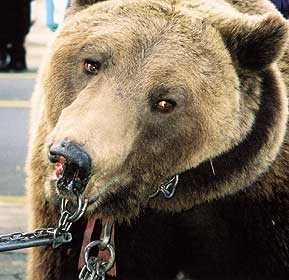 baer3.jpg (16499 Byte)