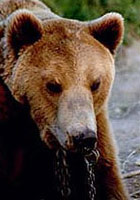 baer4.jpg (10396 Byte)