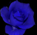 blaue rose kl.jpg (7799 Byte)