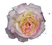 rose yellows.gif (13046 Byte)