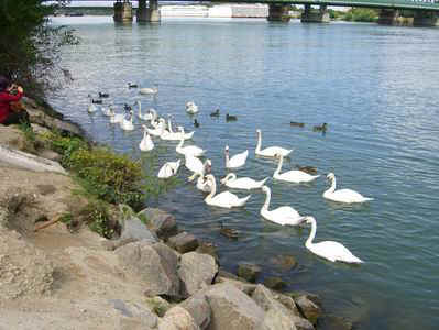 wdonau005.JPG (69992 Byte)